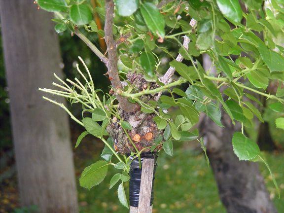Grafted Tree Rose photo 2014_06230007_zps95f08815.jpg